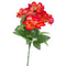 Rosal Rojo Aterciopelada